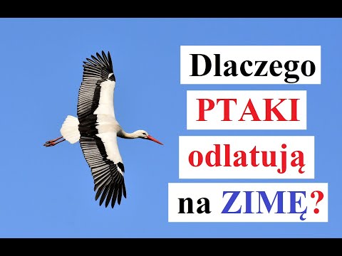 Wideo: Dlaczego Ptaki Odlatują Jesienią?