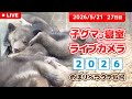 5月21日 子グマの寝室ライブカメラ のぼりべつクマ牧場 ~子熊相撲 登別場所~