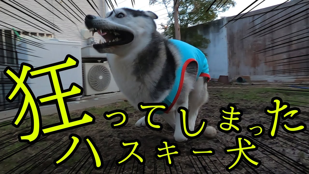 凍って滑ってバカ受けして走り回るハスキー犬 Husky And Poodle Youtube