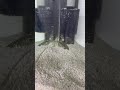 砂に埋まって寝ているフグ