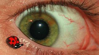 Violence Is The Answer