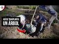 Cómo TRASPLANTAR ÁRBOLES y llevarlos a donde quieras, FRUTALES también.