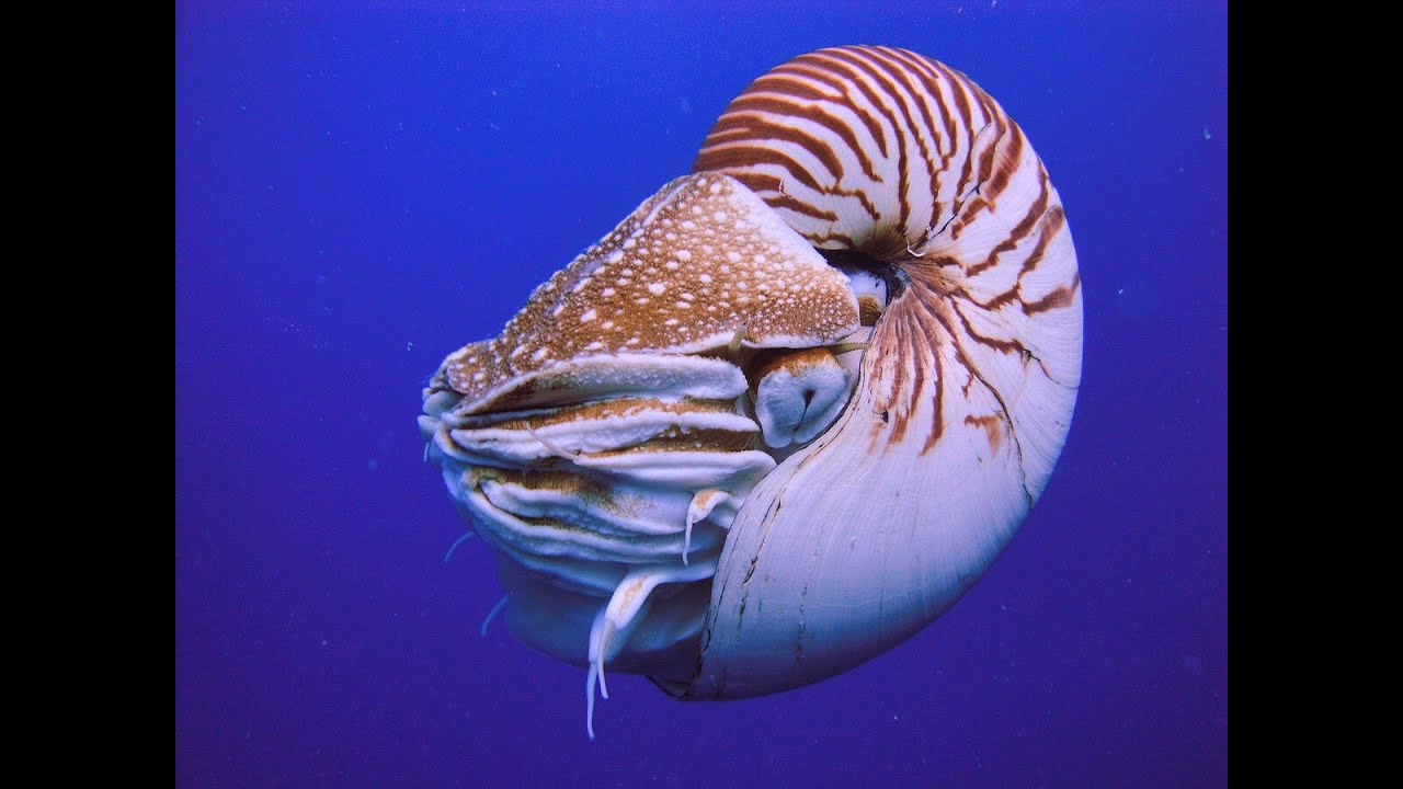 Nautilus By TheTechniTeam