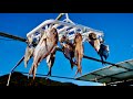 【漁師の朝飯】魚獲って干して食う。