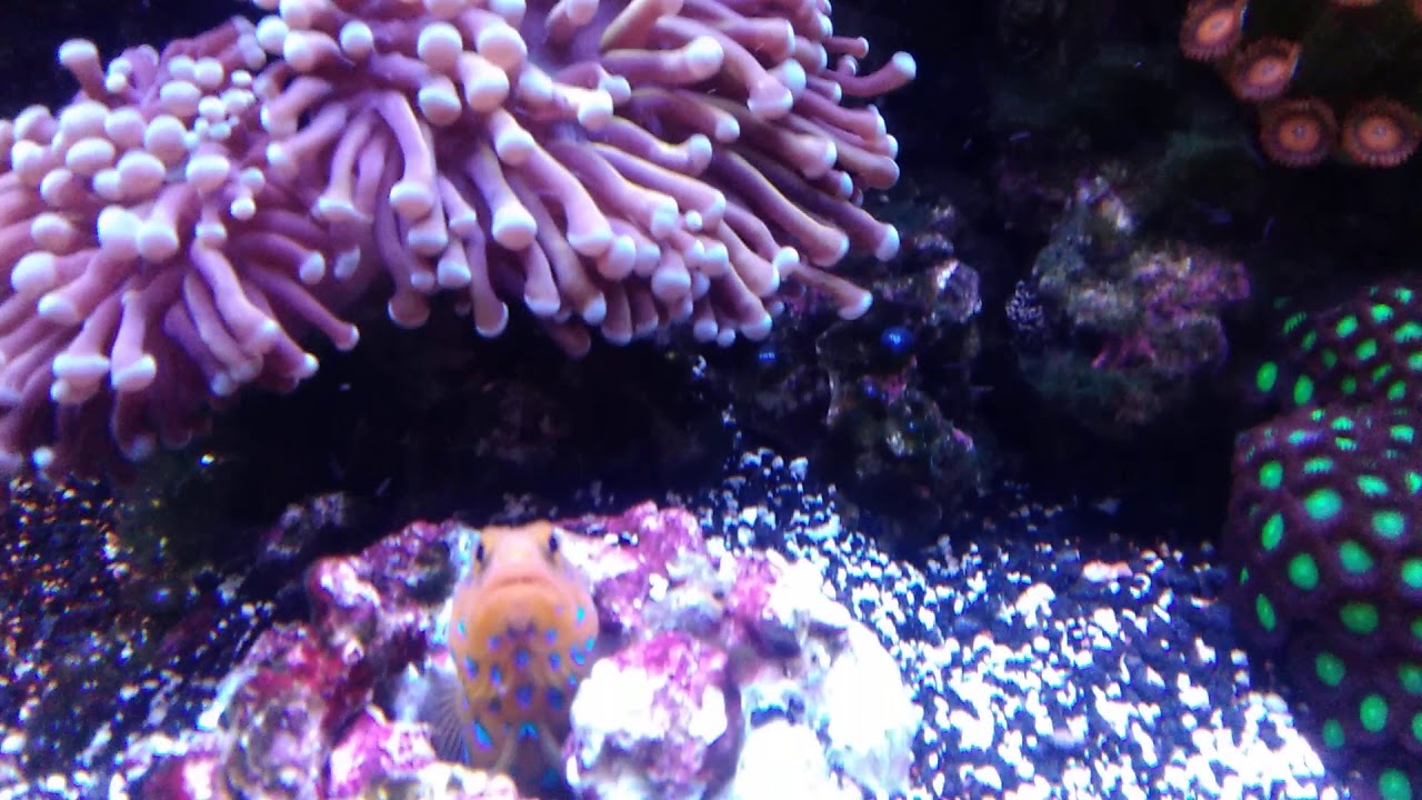 Vibrant Liquid Aquarium Cleaner day 8 YouTube