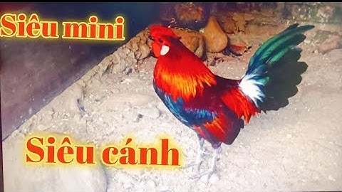 Gà Rừng Mồi Tuyển Chọn..2