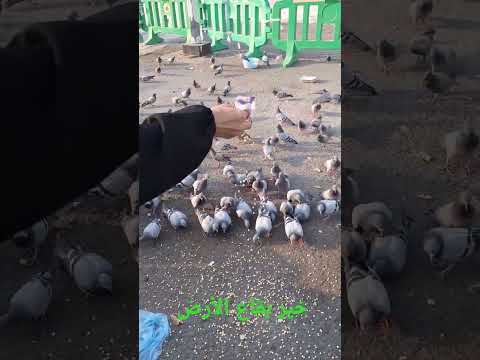 وصلنا خير بقاع الأرض