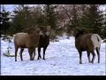 National Geographic- Bighorn Ram Rumble