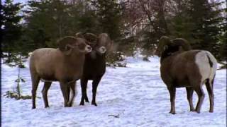 National Geographic- Bighorn Ram Rumble