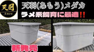 新発売‼️ラメ系メダカに最適容器！天羽(あもう)メダカ