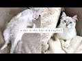 What it's REALLY like having a RAGDOLL Kitten! (Full Realistic Day In The Life)