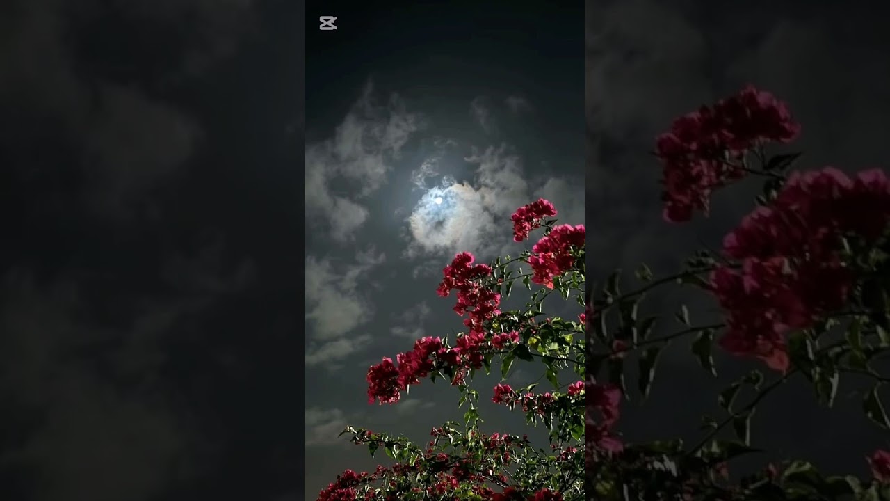 سورة الصافات مكررة 7 مرات للشيخ محمد أيوب رقية للمنزل