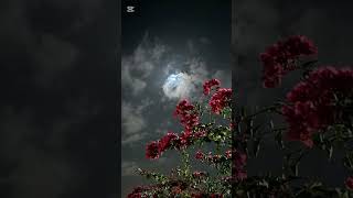 سورة الصافات مكررة 7 مرات للشيخ محمد أيوب رقية للمنزل