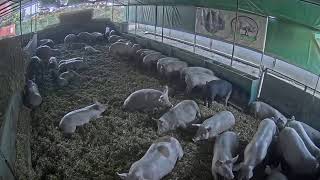 Live Camera Axis P1435-LE (720p) 2