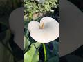 Royal White flowers in garden🏡🫶🏻☘️ #stressrelief #garden #relaxing #satisfying