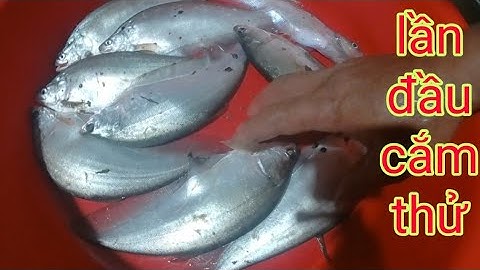 Lần Đầu Tiên Cắm Câu Cá Thác Lác Trắng/Định Nguyễn Hậu Giang