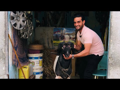 ولد زيات باب الفلة صانع الابطال