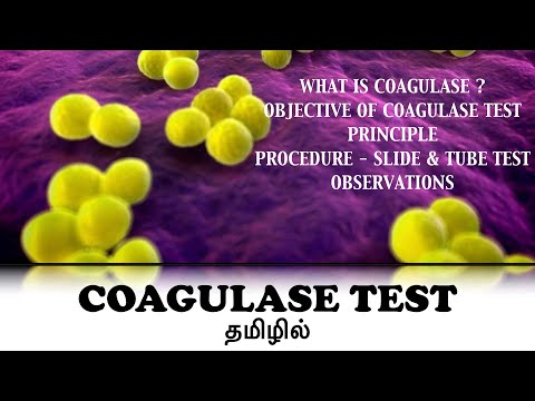 Coagulase test / Staphylococcus aureus / Free and Bound coagulase / Slide and tube test / Tamil