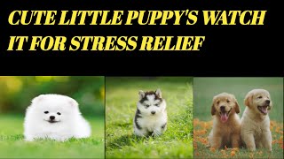 Cute Puppy's Video For Stress Relief With Soft PIANO MUSIC| Stress Relief | Relaxation With Pet| screenshot 4
