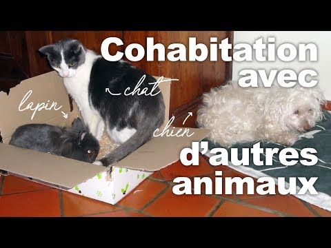 Vidéo: Un chat survivant au cancer obtient un nouveau genou dans le cadre d'une chirurgie vétérinaire révolutionnaire