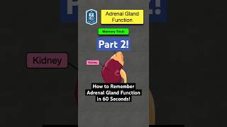 🔥 How to Remember Adrenal Gland Function in 60 Seconds! [Hormones Explained] #nursing