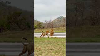 Lions Attack Other Lion on Runway