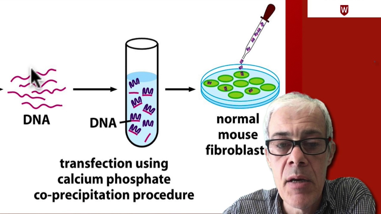 2 2 Mutated DNA Causes Cellular Transformation YouTube