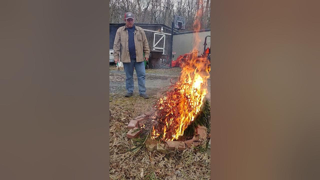 If Your Christmas Tree Stops Drinking Water YouTube