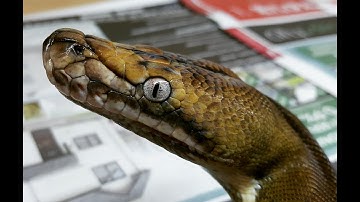 Sunchild tiger het albino