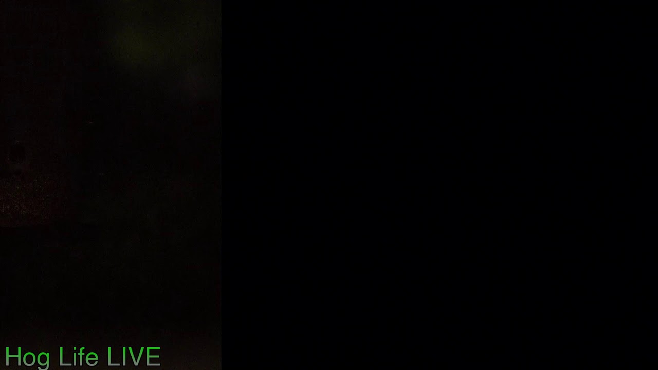 LIVE | Hog Life | Bird Feeder Cam - YouTube