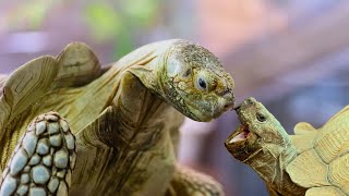 African Spurred Tortoise: Giants of the African Savanna by Familiarity With Animals (FWA) 347 views 2 weeks ago 5 minutes, 40 seconds