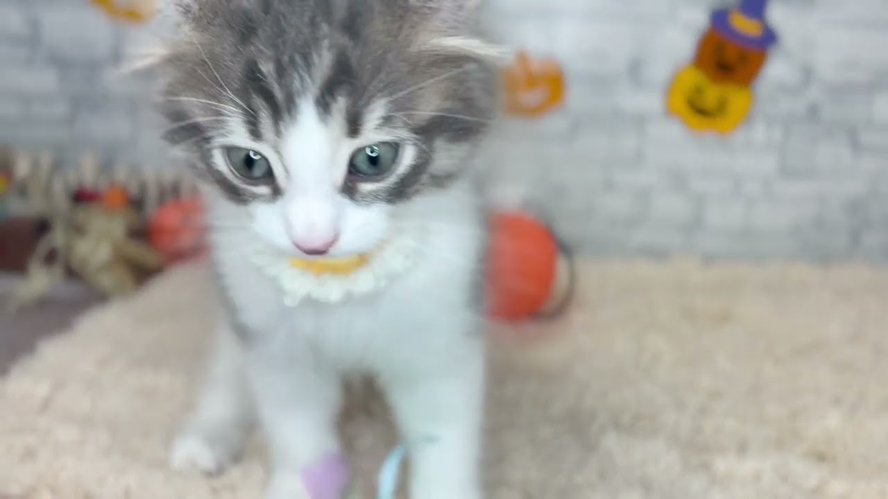 ねこ YouTube
