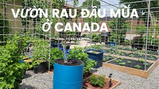 VƯỜN RAU ĐẦU MÙA Ở CANADA