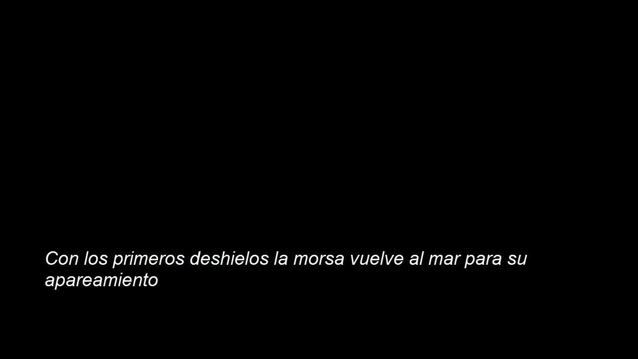 Significado de El apareamiento de la morsa de El Cuarteto de Nos