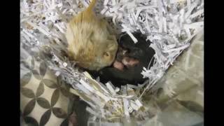 Gerbil Babies Days 1-14