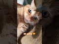 Mi gata Pepa