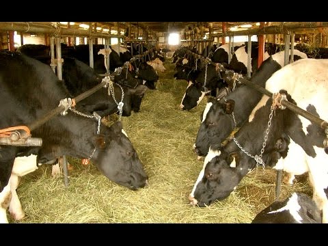 Video: Cómo Alimentar A Las Vacas Preñadas