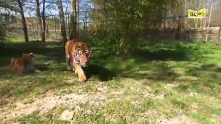 Le tigre, une espèce protégée en danger d'extinction !