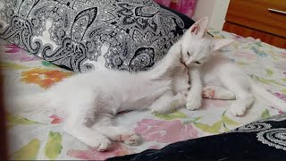 Kittens love and war #kitten #kittens #cat #war #love #cute #cutecat #catvideos by Hope & Fun 25 views 1 day ago 1 minute, 2 seconds