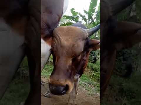 Video: Di mana banteng yang sedang duduk dikuburkan?