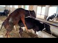 Cow mating first time fantastic video