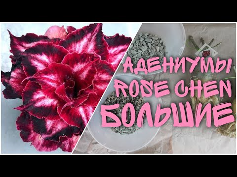 Video: Adenium Blooms Tsis Tu Ncua