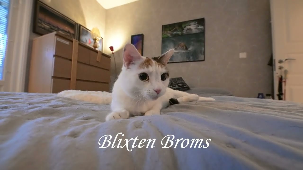 Blixten Broms