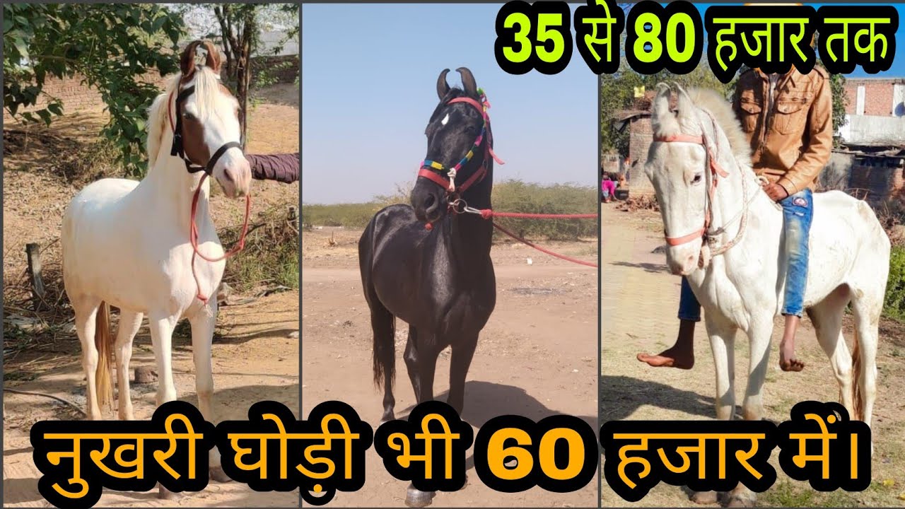 3 सस्ते घोड़ा घोड़ी, नुखरी घोड़ी 60 हजार में बिकाऊ। कहीं चूक ना जाओ ।😮🐎 #horseforsale #horse
