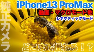 iPhone13 Pro Maxカメラとして使ってみた！iPhone12 Proと撮り比べ