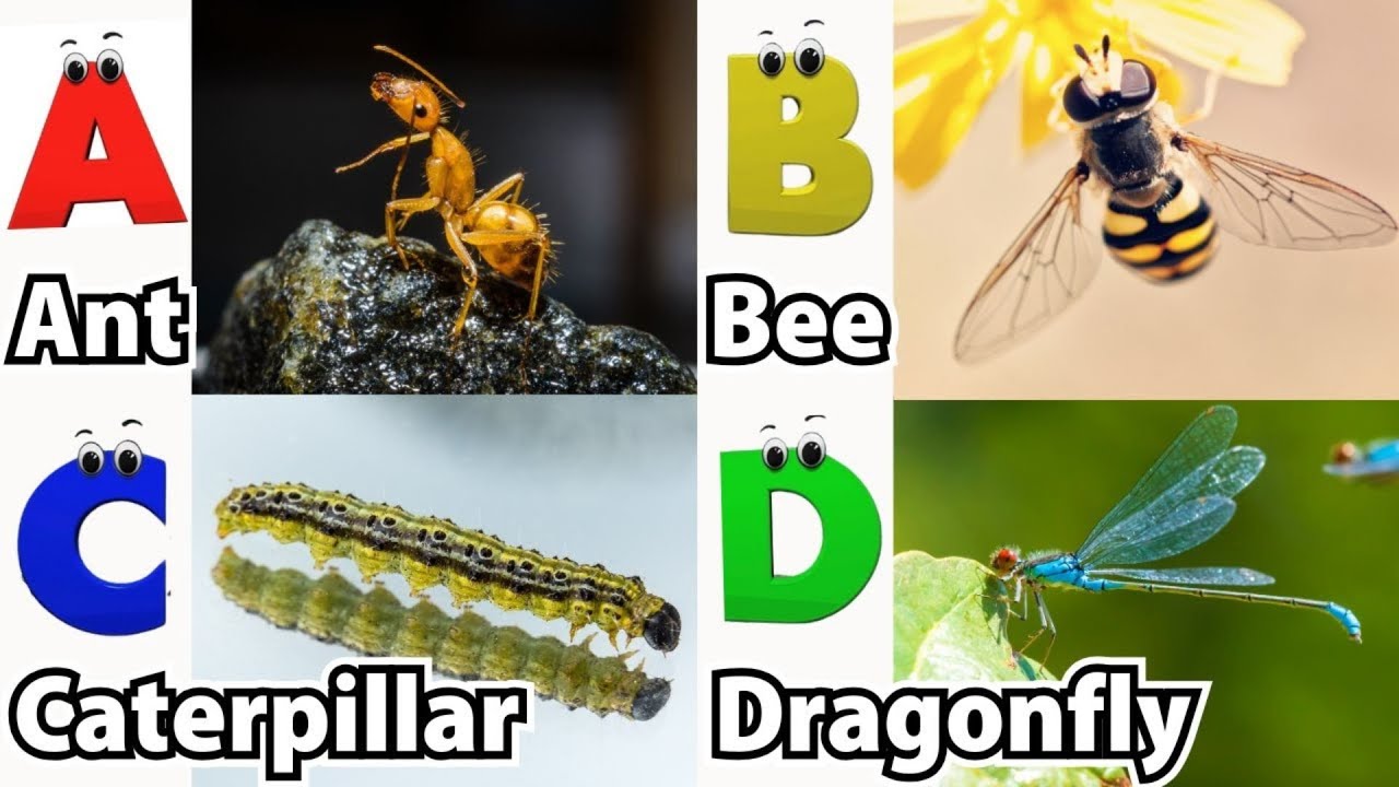 ABC Insects Song | Real Animals song | Learn English, Alphabets and ...