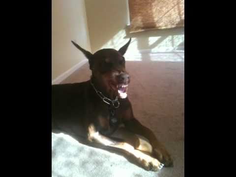 doberman pinscher snarling