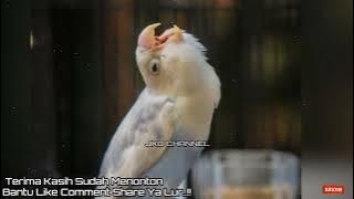 Masteran Ampuh Untuk Cetak Lovebird Betina Minor Durasi Panjang Suara Kering