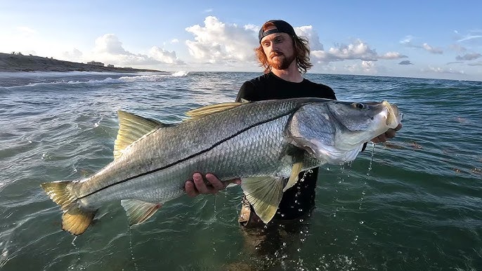 CRUISING THE BEACH FOR GIANTS.. COBIA, TARPON, AND JACKS 