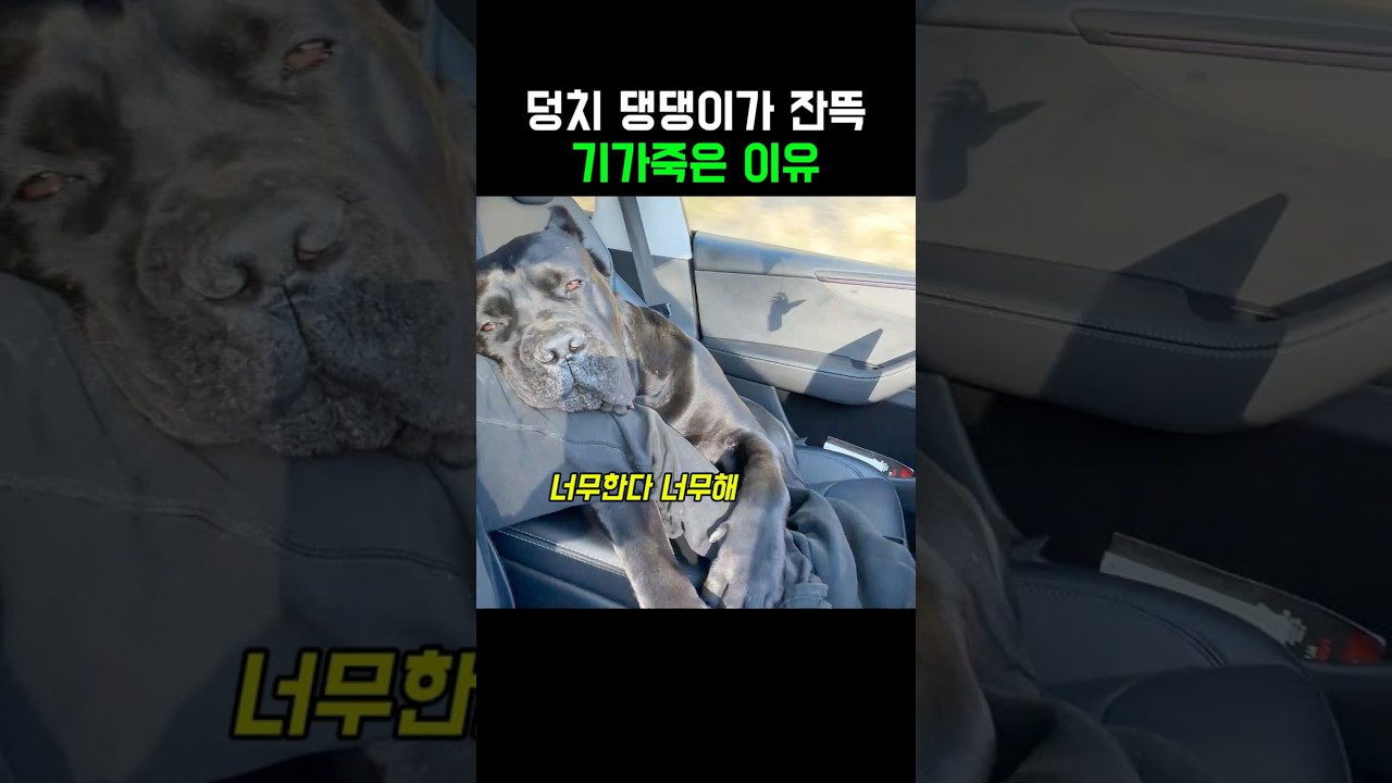 덩치 댕댕이가 잔뜩 기가죽은 이유